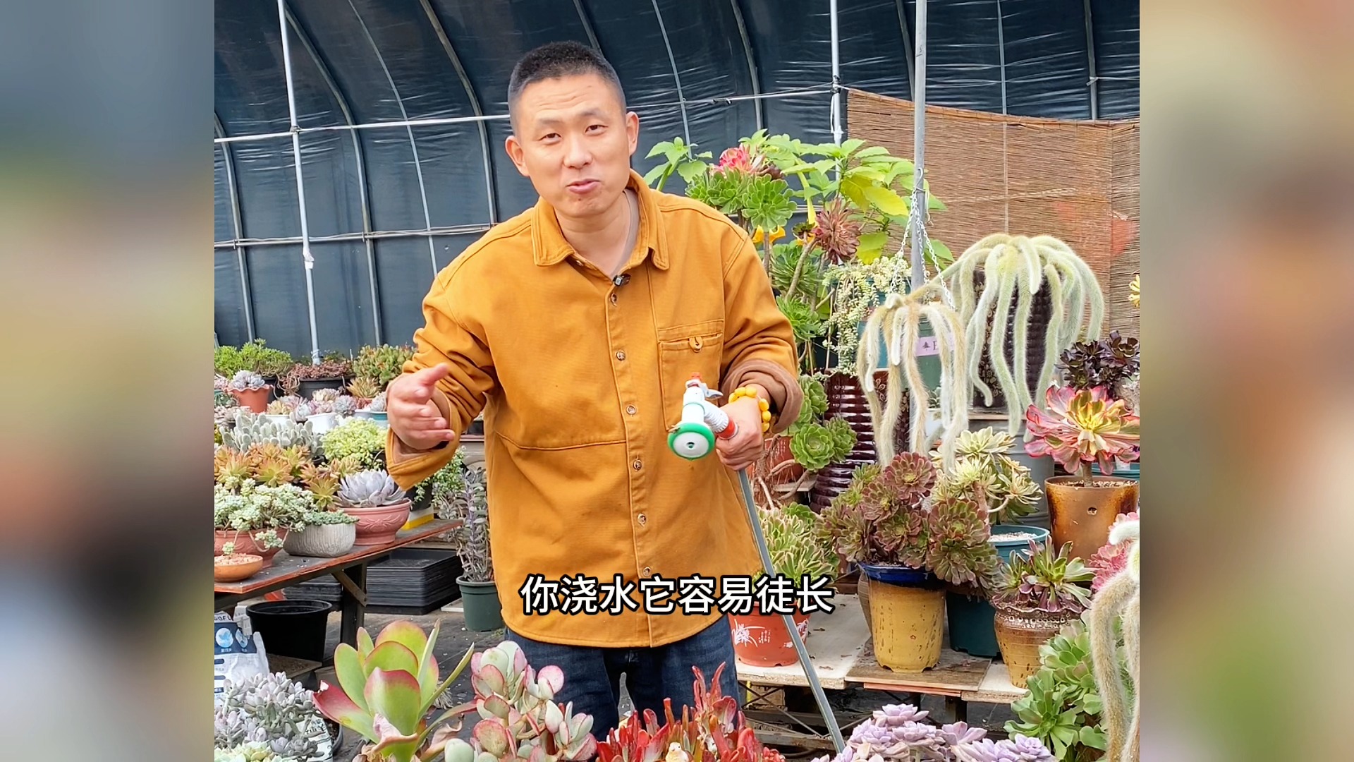 冬天多肉植物还能种吗?怎么浇水?哔哩哔哩bilibili