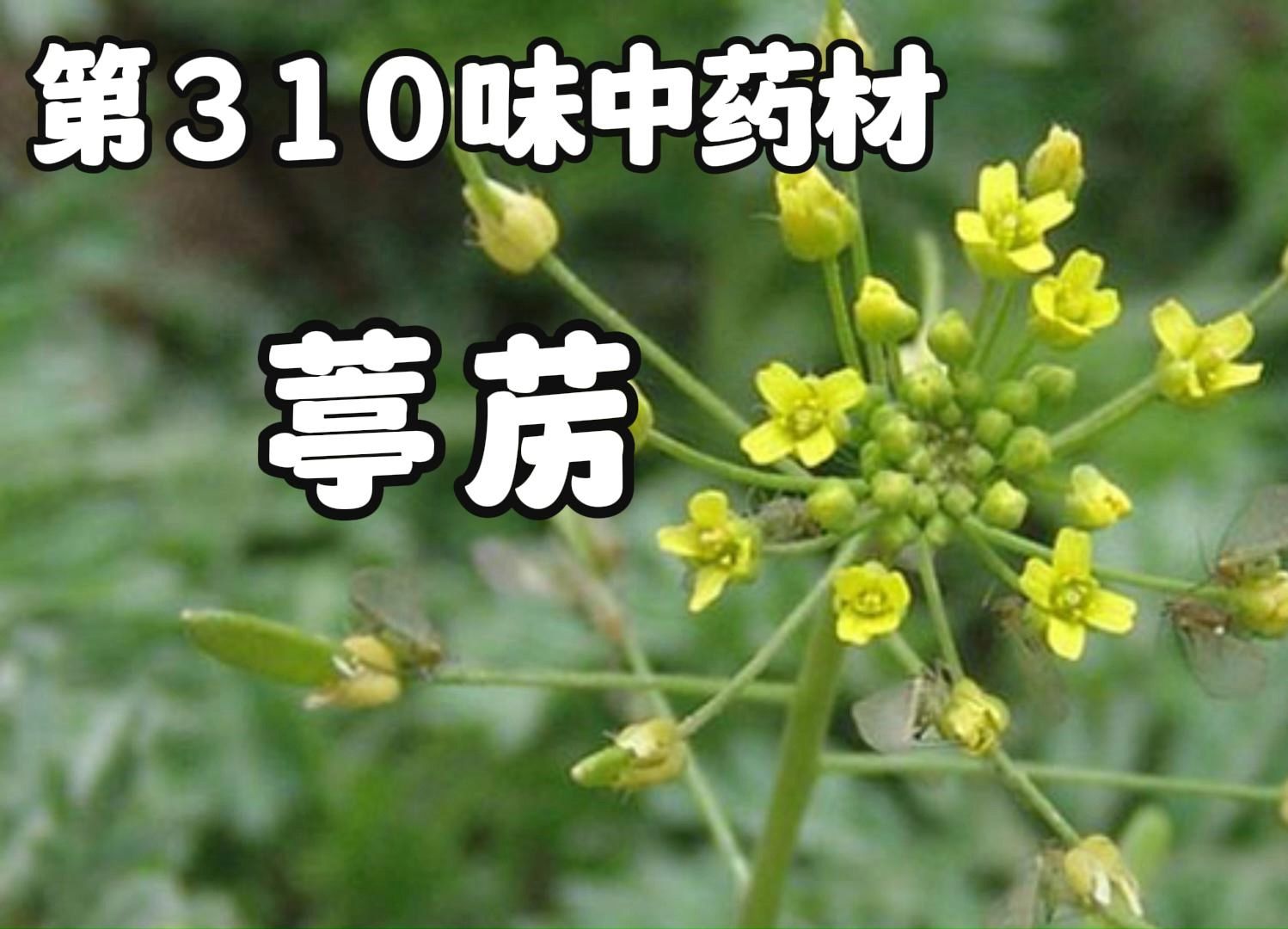 中草药 今天介绍310味中药材葶苈#中医#中药材 #葶苈#倪海厦