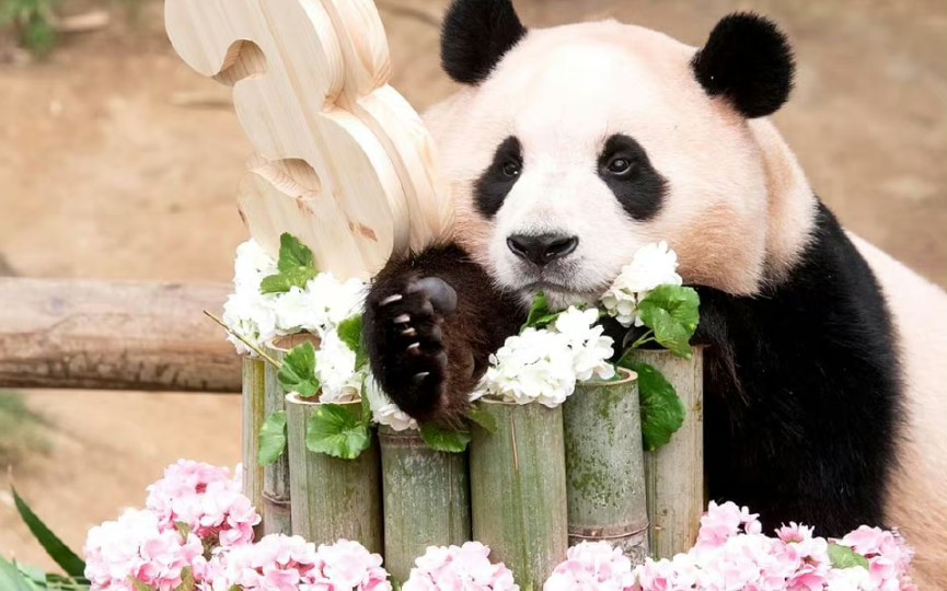 20,韩国爱宝乐园举行"福宝"三岁生日会!祝爱宝三岁生日快乐!