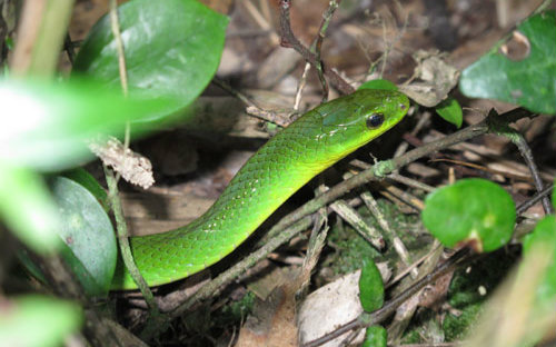 【我的暴毙王不可能那么萌】反正我觉得我的坂笨最萌w//【暴毙王】翠