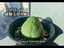 Descargar video: 芭比q了，凝蹄玉化水了