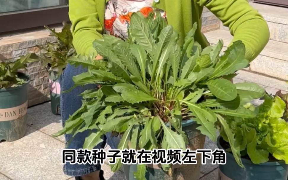 花盆也能种蒲公英,再也不用外边买了哔哩哔哩bilibili