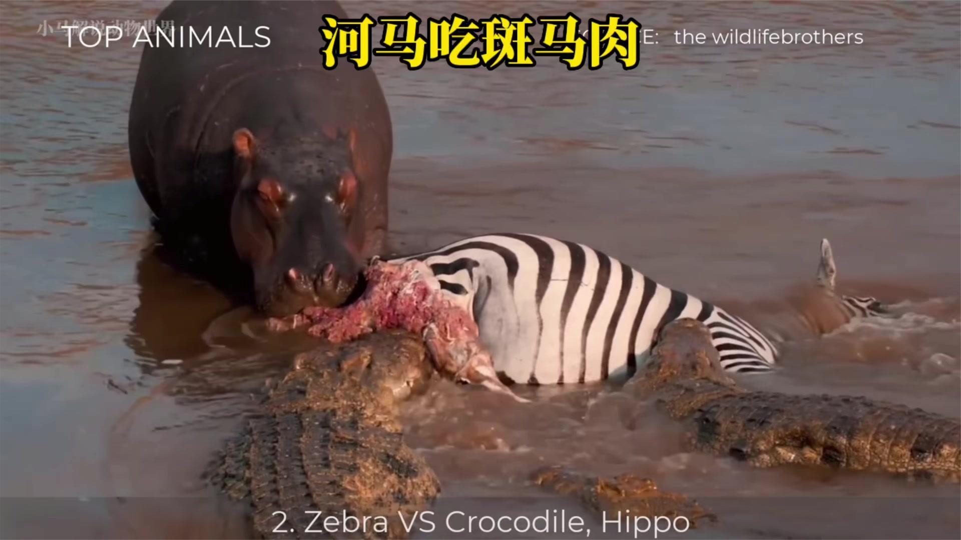 河马竟然吃斑马肉,这一幕真的是难得一见