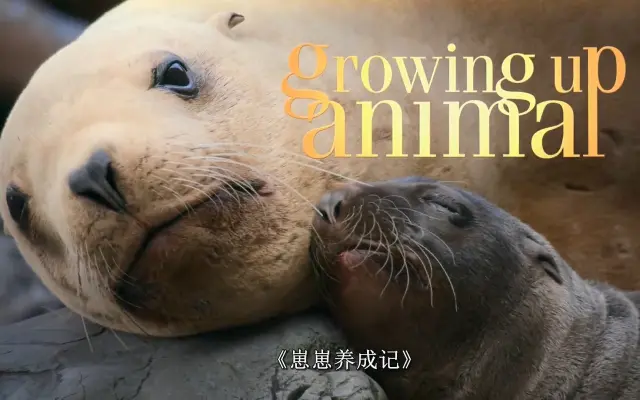 Youtube口语精选的个人空间 哔哩哔哩 Bilibili
