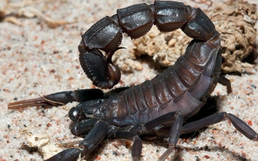 土耳其黑肥尾蝎ac喂食