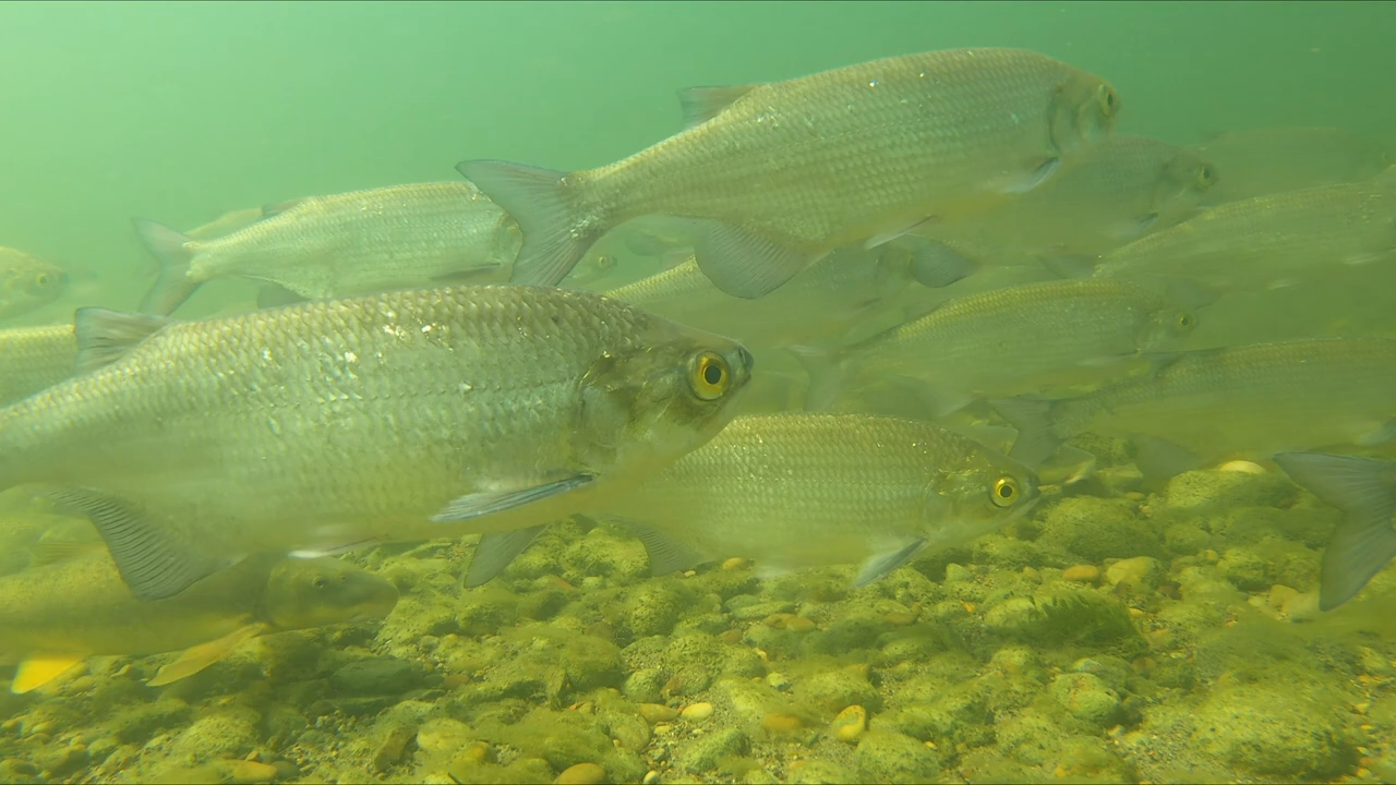 红鹿河水下鱼类记录