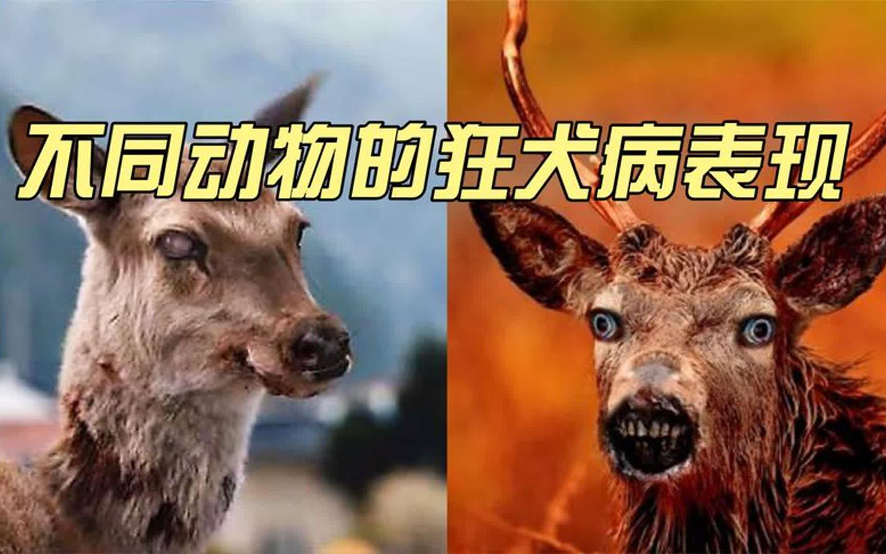 [图]不同动物狂犬病发作瞬间，胆小温和的动物变得嗜血，触目惊心！