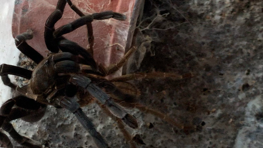 泰国黑捕鸟蛛交配视频