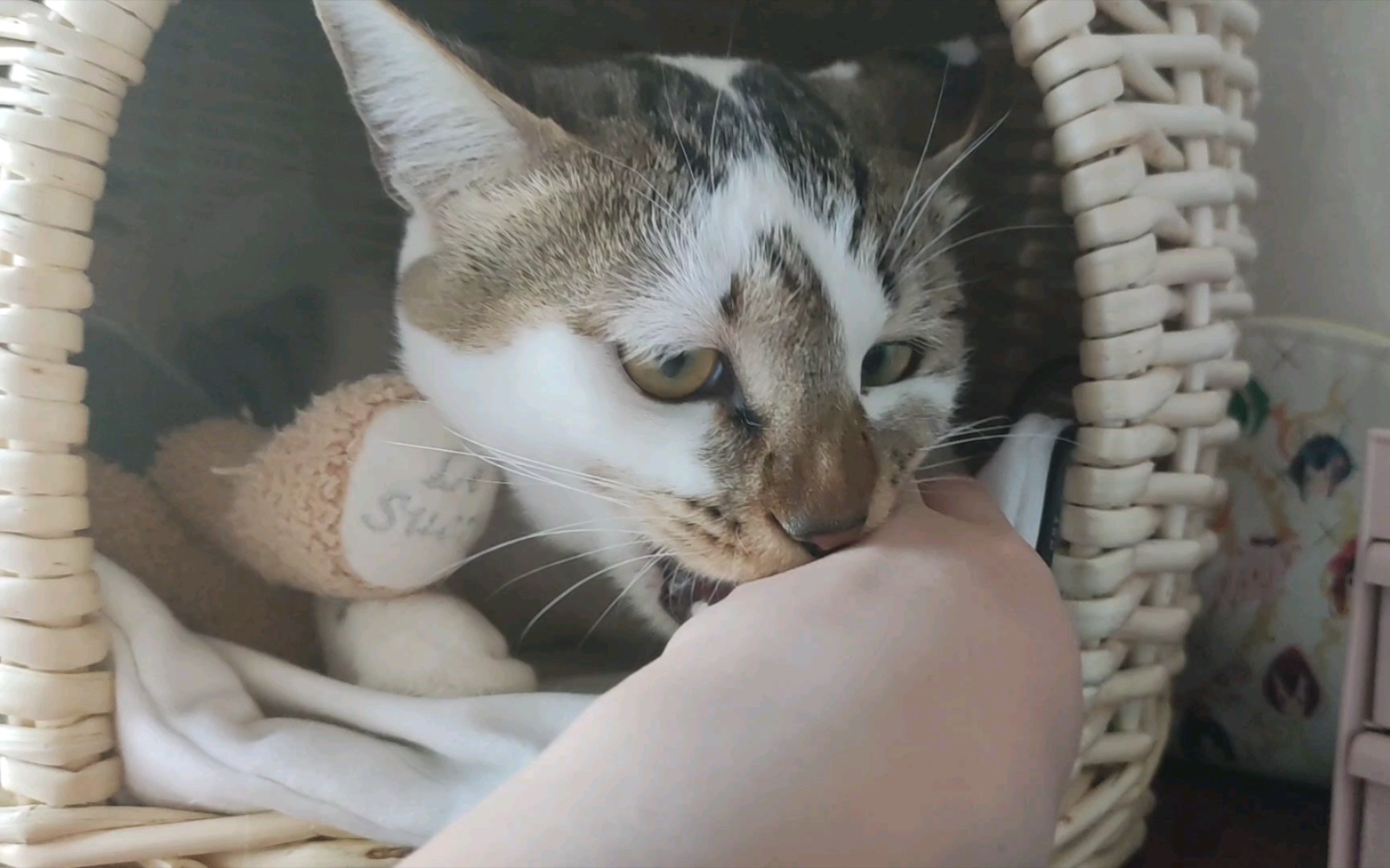 【猫猫】三味线表达爱意的方式,就是一直啃你