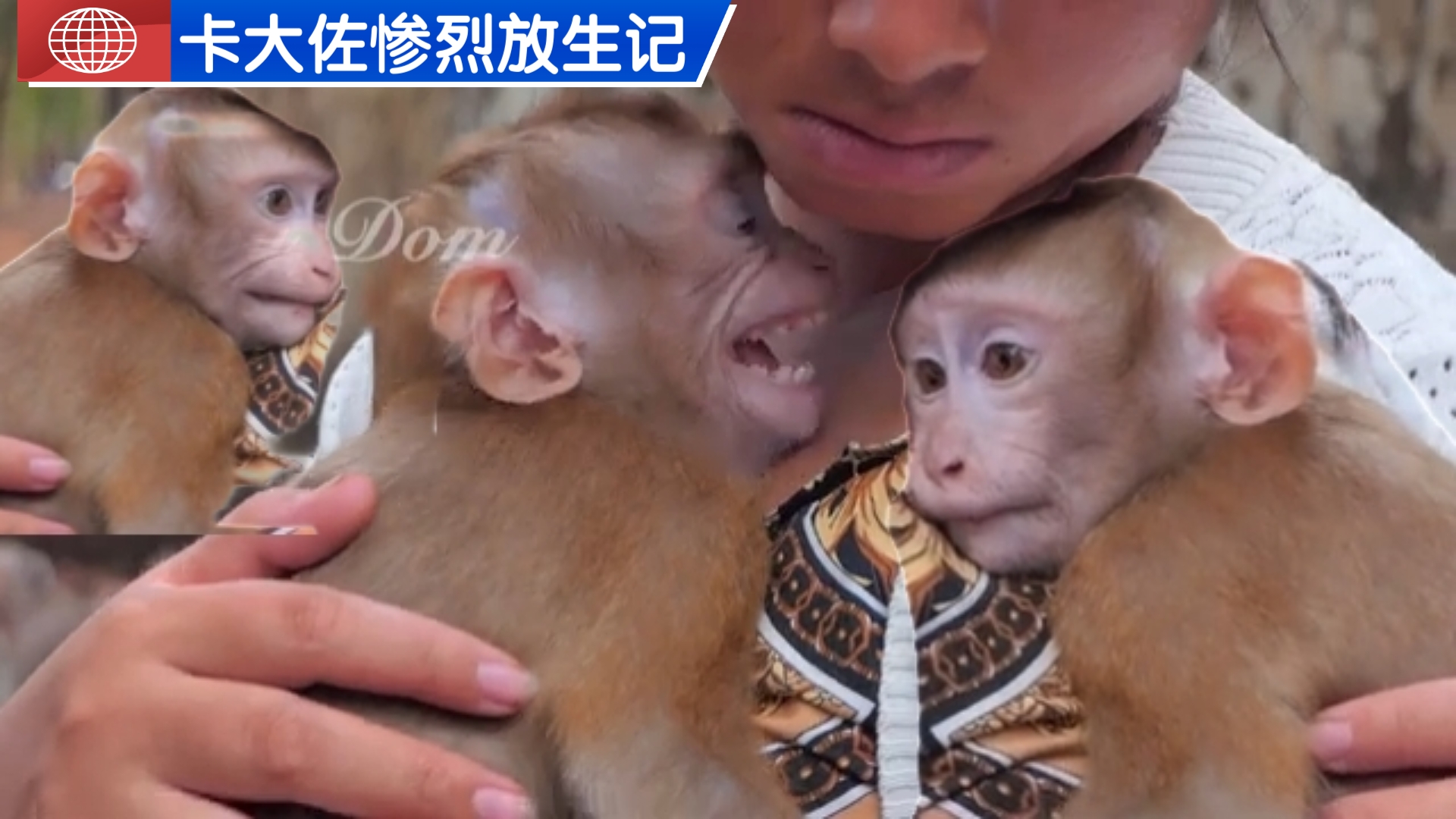 【瓦岗寨群英传】卡大佐惨烈放生记