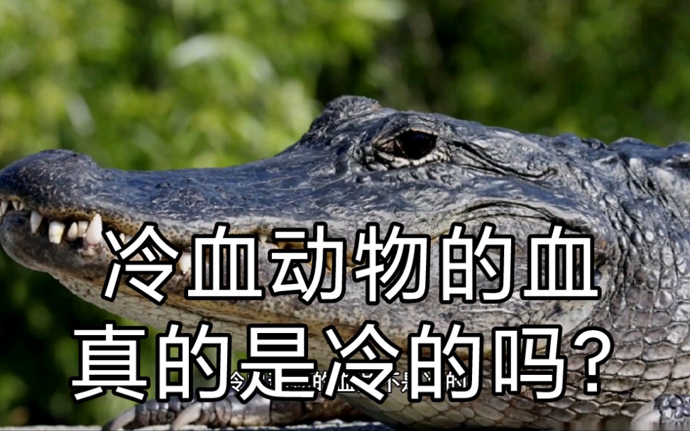 冷血动物的血真的是冷的吗?