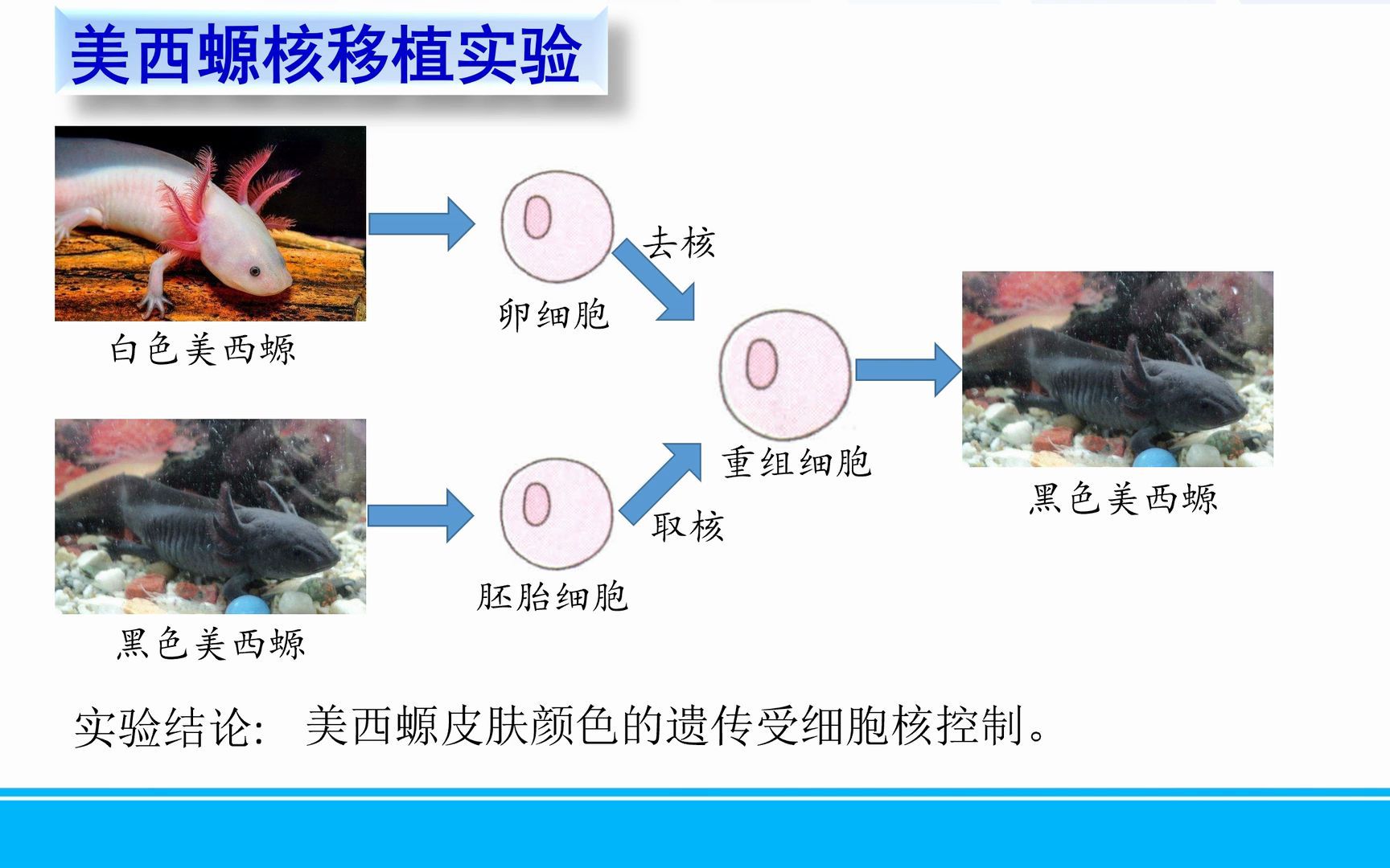 动物体细胞核移植过程图片