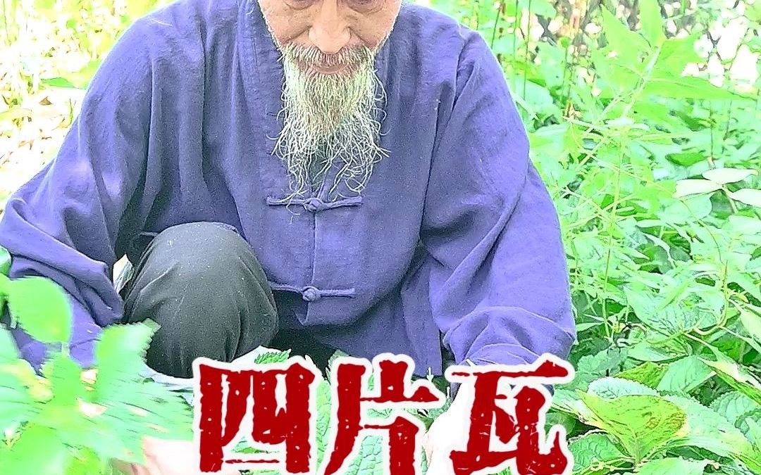 四块瓦在武当山并不多见,去年老修行在山中觅得,采回来移栽在园子里.今年发的很茂盛,采中草药摔伤时候就用它.哔哩哔哩bilibili