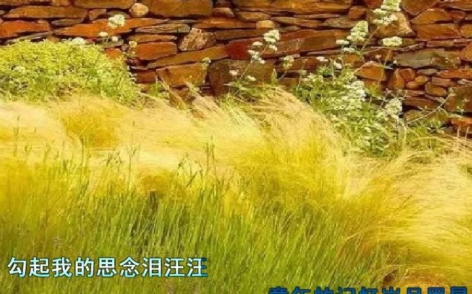 [图]秋草黄 - 秦嘉，又是一年秋草黄，执着的脚步追着梦想