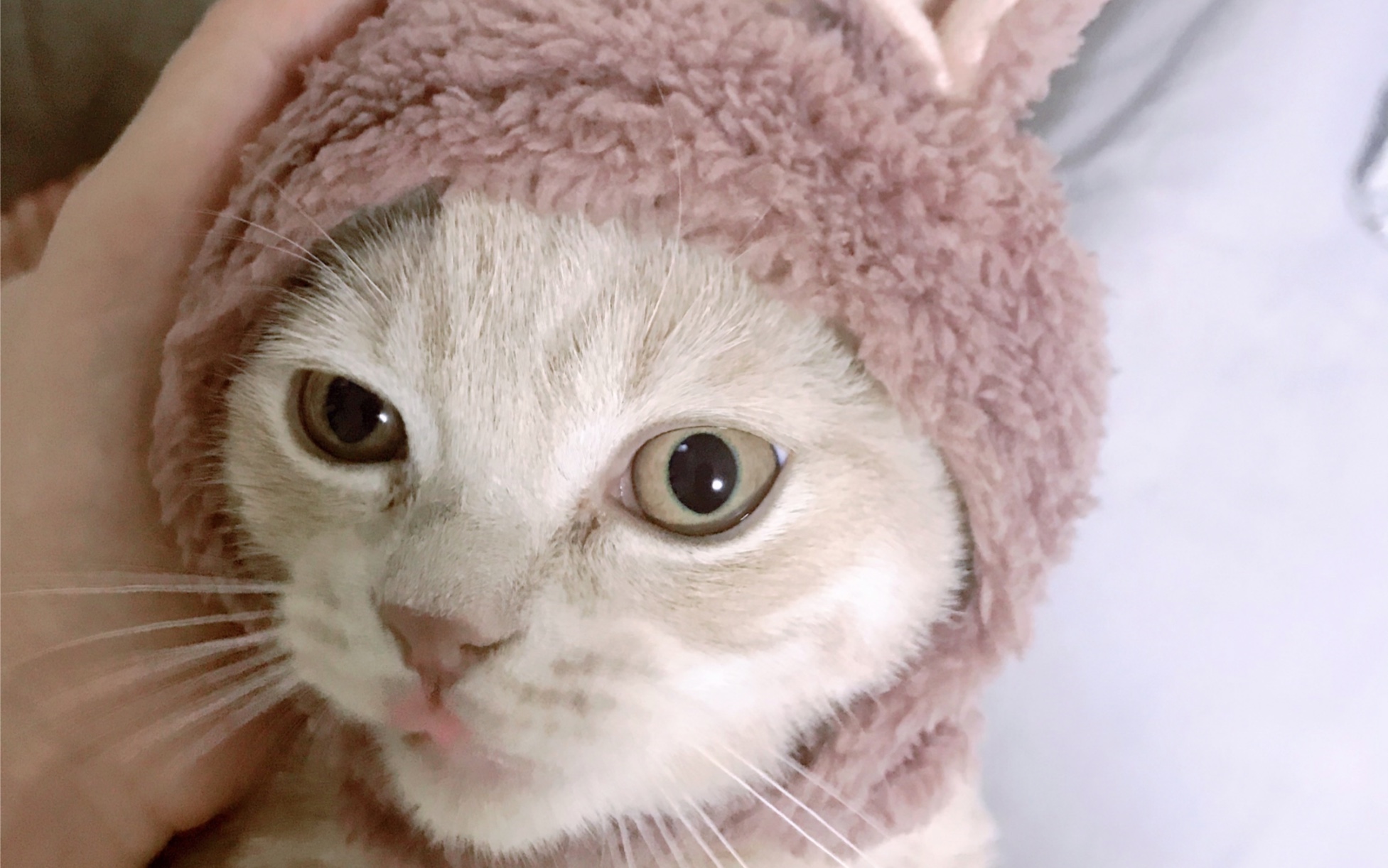 一只不情愿戴帽子的小猫咪