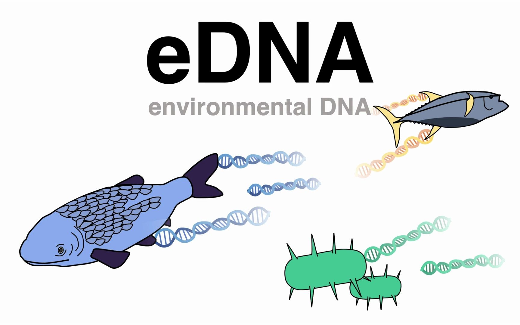 【分子生物学指南】使用 eDNA(环境 DNA)进行生物监测Biomonitoring using eDNA哔哩哔哩bilibili