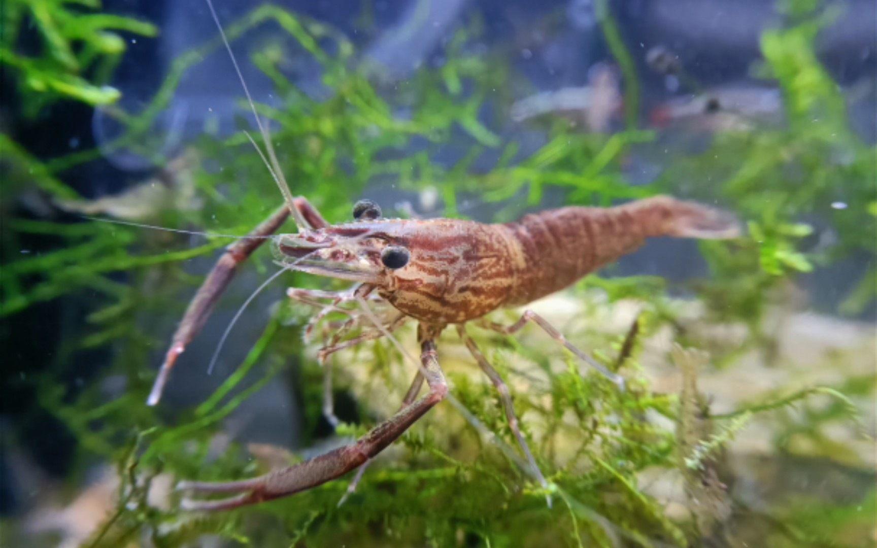 活动  入缸之后的几种奇奇怪怪的虾