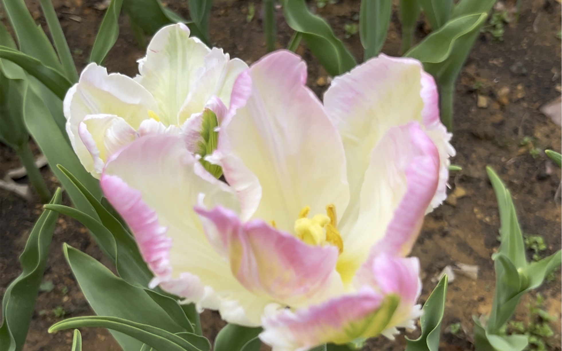 粉鹦鹉~太子湾郁金香