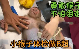 Download Video: 小猴子生病了，去医院做体检，打针的时候不哭不弄，真的太勇敢了