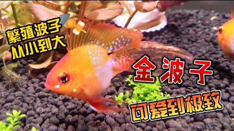 连续拍摄七天 记录波子鱼 荷兰凤凰 整个孵化过程 请您欣赏 哔哩哔哩 Bilibili 连续拍摄七天 记录波子鱼 荷兰凤凰 整个孵化过程 请您欣赏 哔哩哔哩 Bilibili