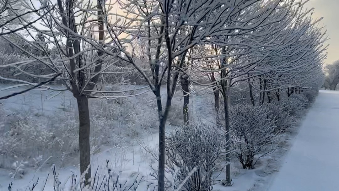 也是一个这样雪后的清晨,我用相同的招式勤劳的为小树除雪,那时候我上