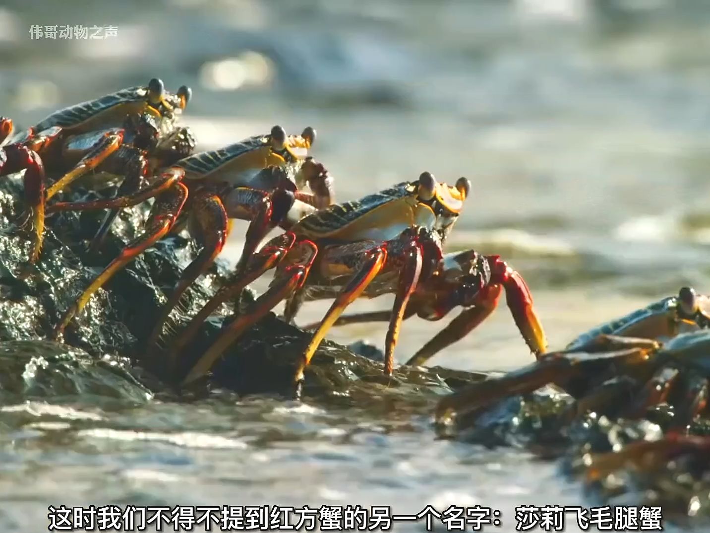 螃蟹vs海鰻和章魚,紅方蟹的一場生命賽跑,為什麼叫