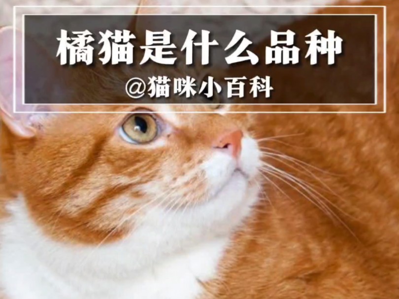 橘猫系列第1集丨橘猫是属于什么品种的哔哩哔哩bilibili