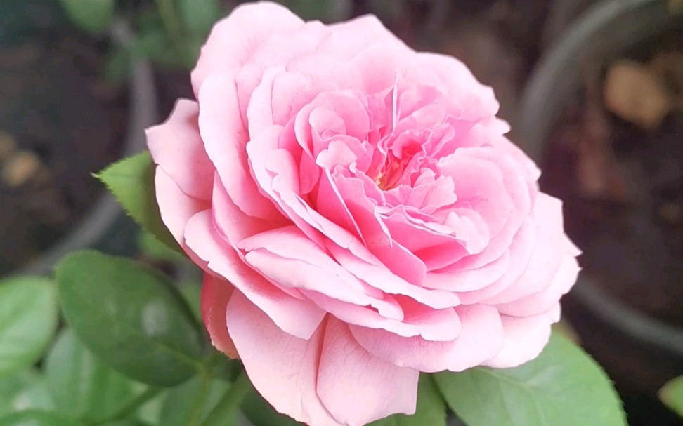 伊芙卡隆月季和婚礼之路,夏花这次还行