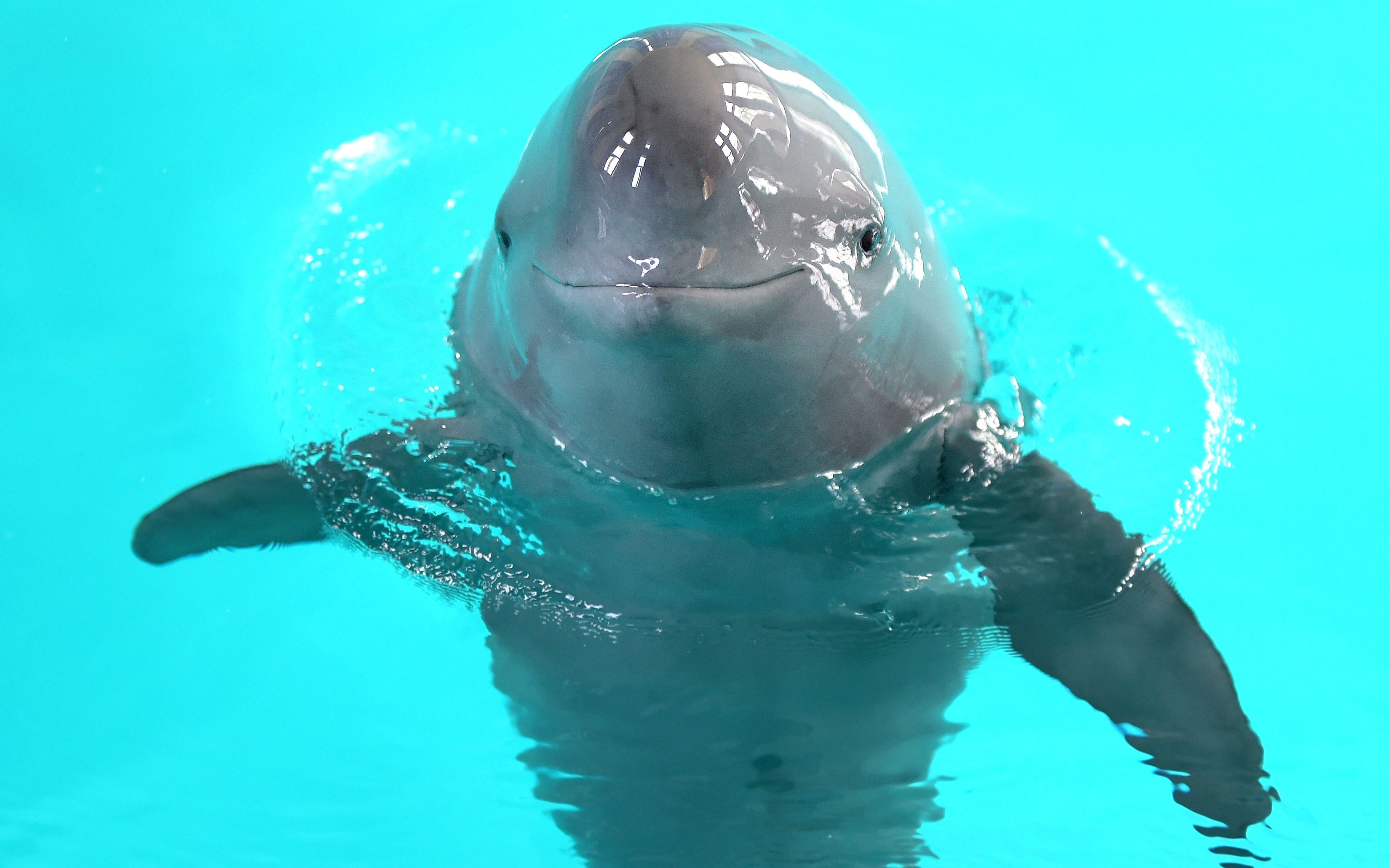 亚马逊雨林雄性江豚在河里跳求爱舞吸引雌性