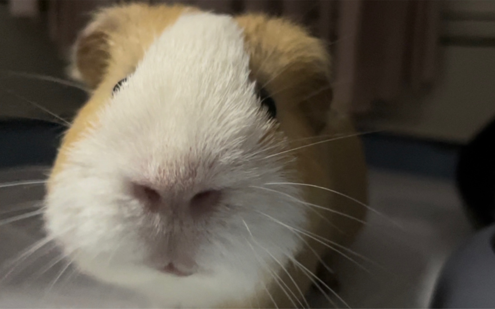 荷兰猪这干饭的腮帮子你爱了吗