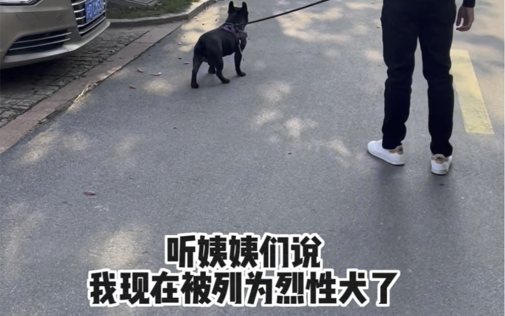 跑十秒就累出猪哼哼的法斗也被列为烈性犬了|出门遛狗要栓绳哔哩哔哩bilibili