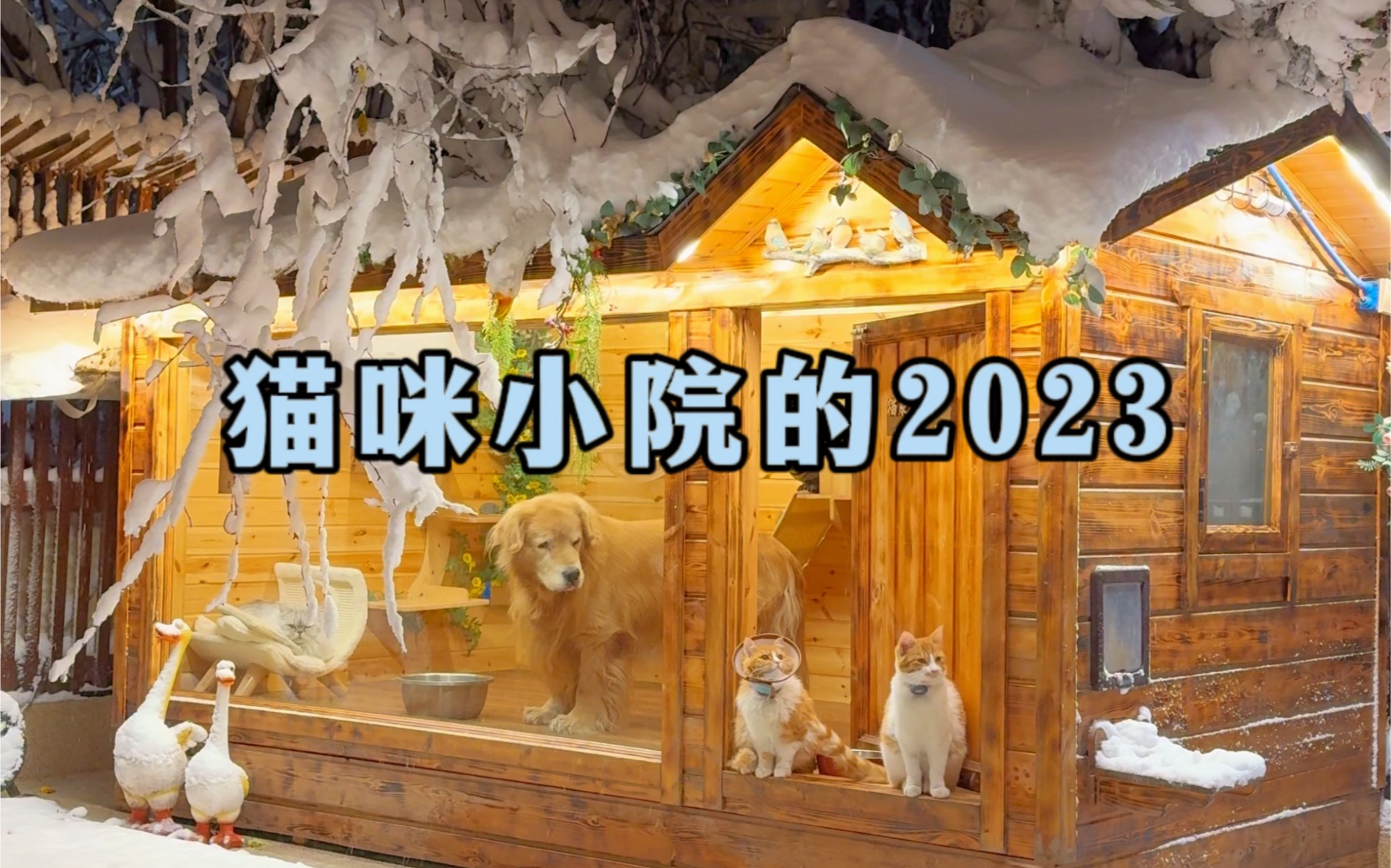 [图]猫咪小院的2023年终总结~