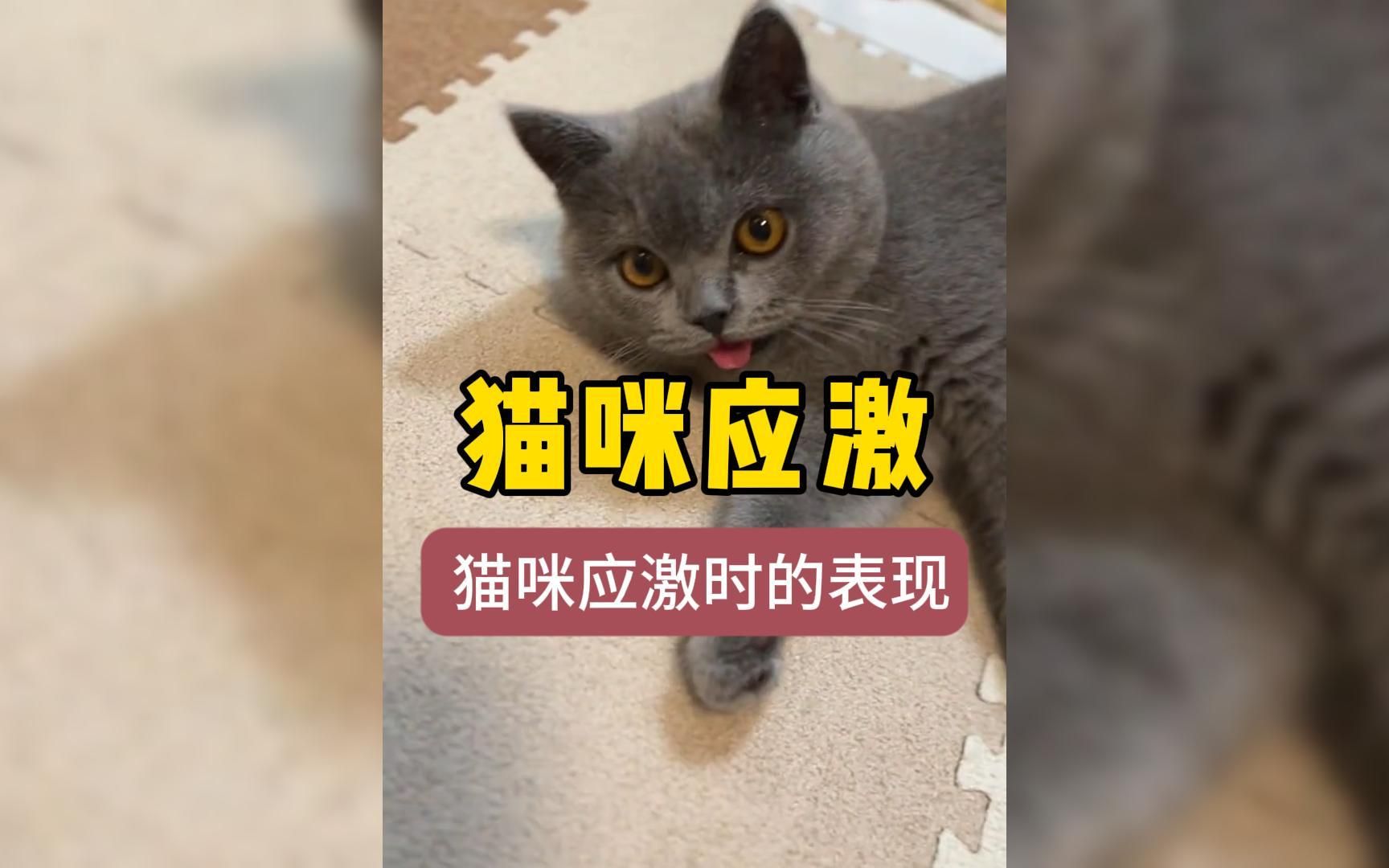 【猫咪应激篇】猫咪应激时的表现哔哩哔哩bilibili