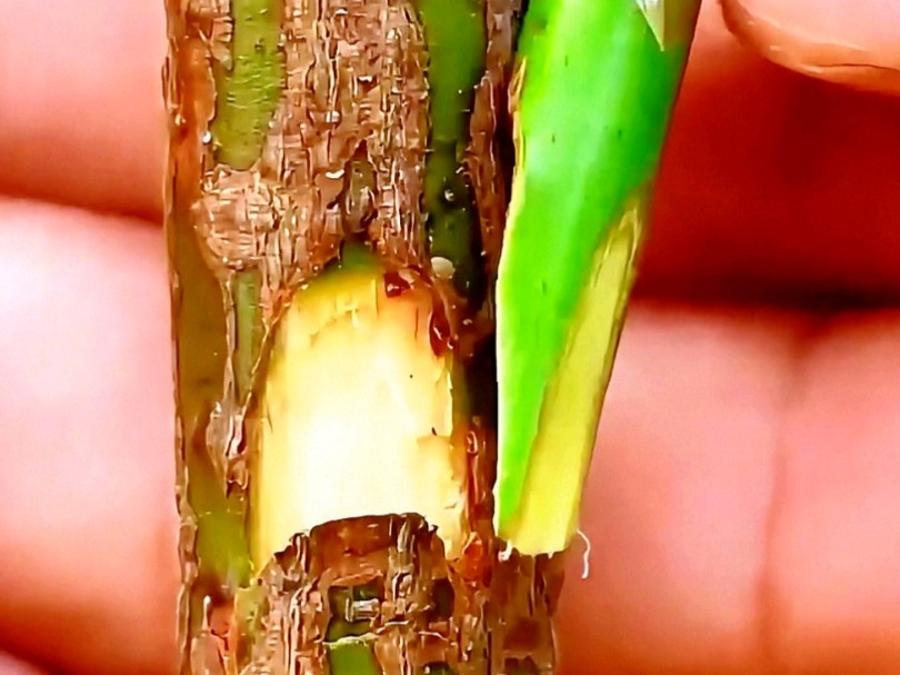 辣椒嫁接技术展示