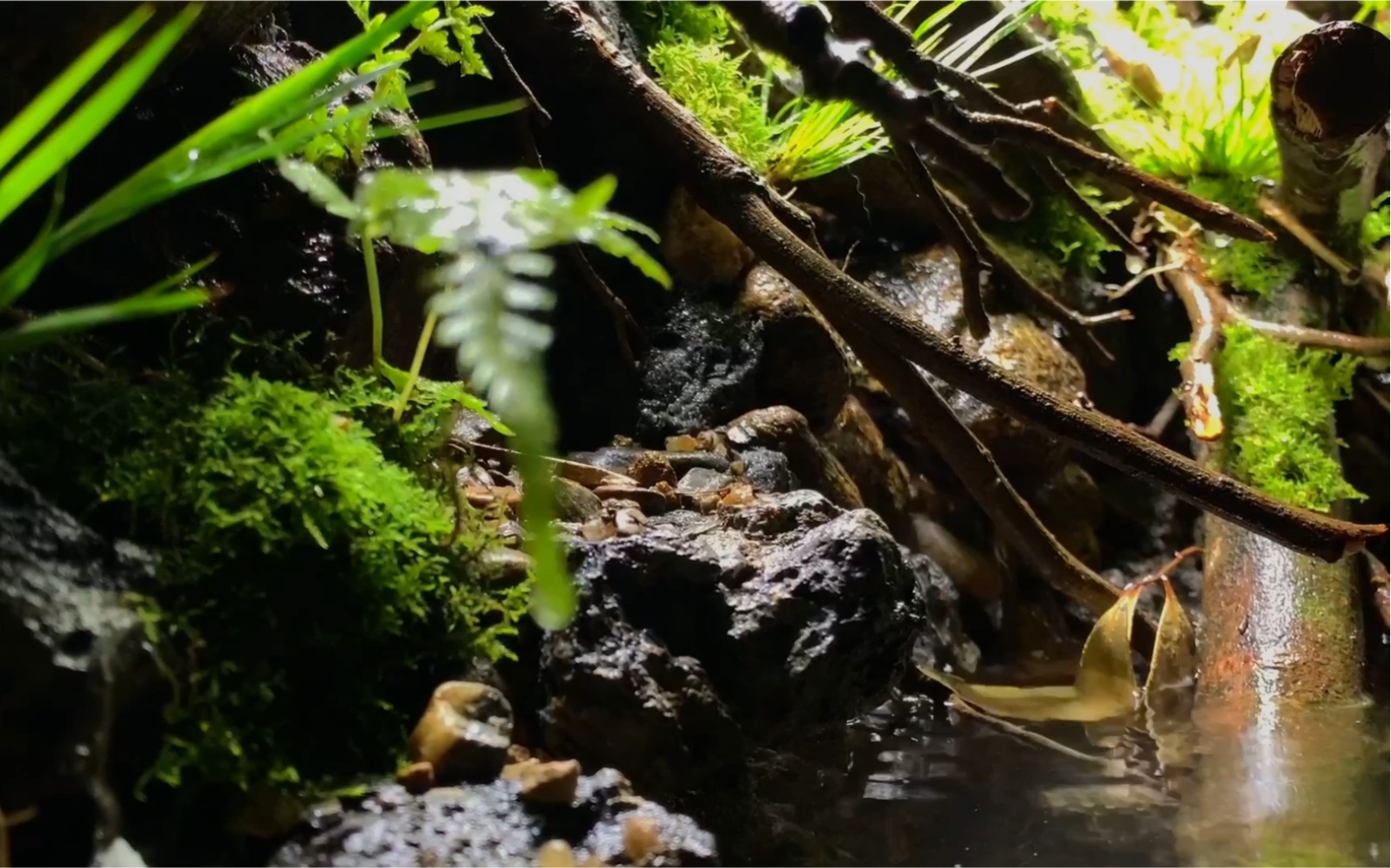 800400600原生雨林龟缸案例展示
