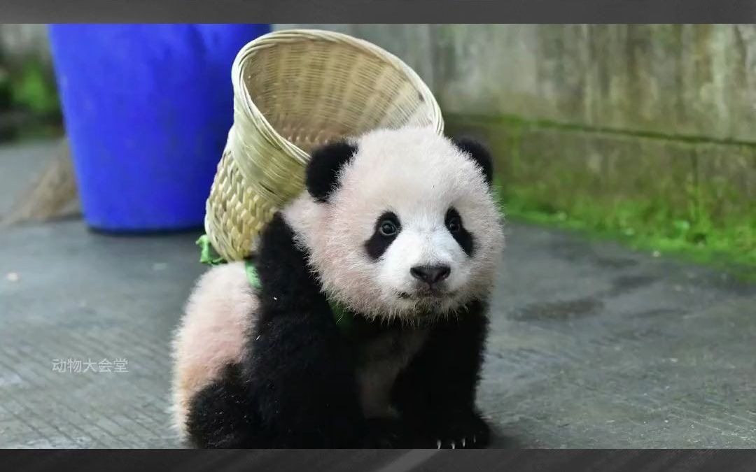 背着竹篮装笋笋,揣着小手蹲墙角,搞笑小熊胖大海有多逗比熊猫胖大海