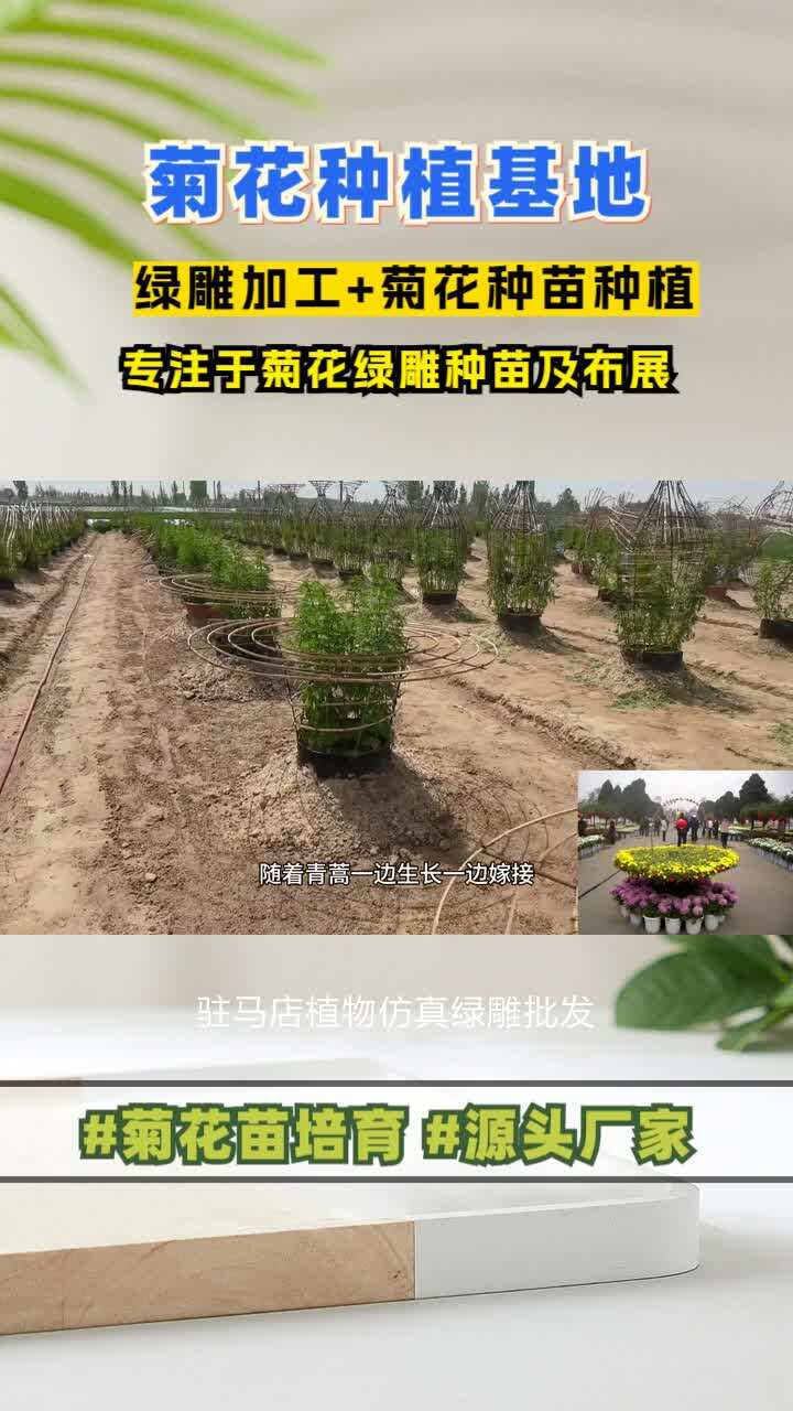 驻马店植物仿真绿雕批发,广场植物绿雕,菊花造型,找景茂,河南菊花展布展设计厂家,提供设计、生产、安装、施工一站式服务,支持定制,售后有保...