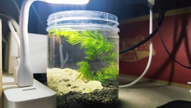 斑点真甲鲶 Loricariichthys Maculatus 哔哩哔哩 つロ干杯 Bilibili