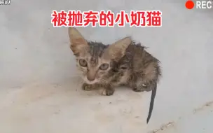 Download Video: 小奶猫为何会被主人狠心抛弃呢？背后究竟隐藏着什么故事呢？