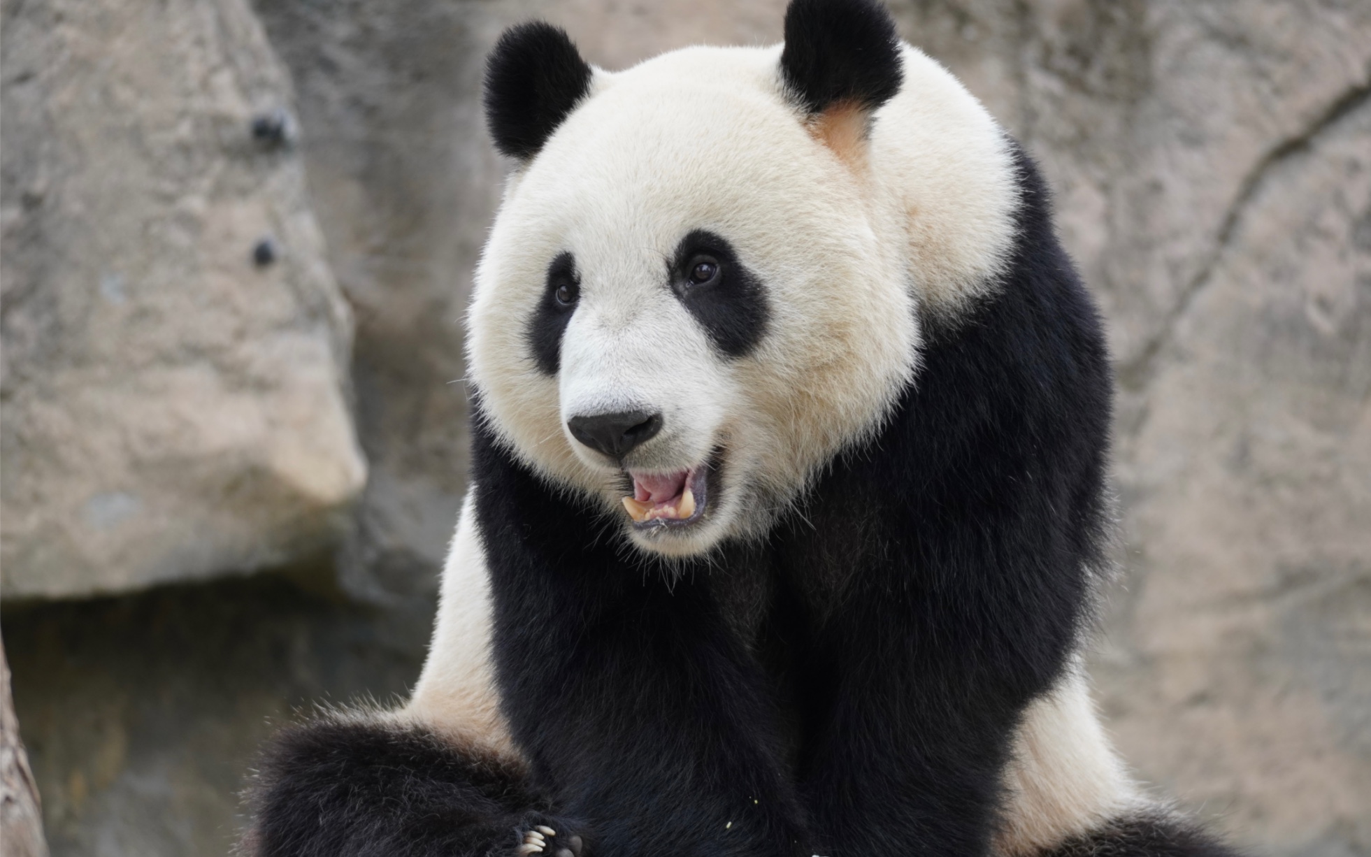 大熊猫嘉康康 雄性,2019年10月出生于上海野生动物园,母亲华嘉嘉