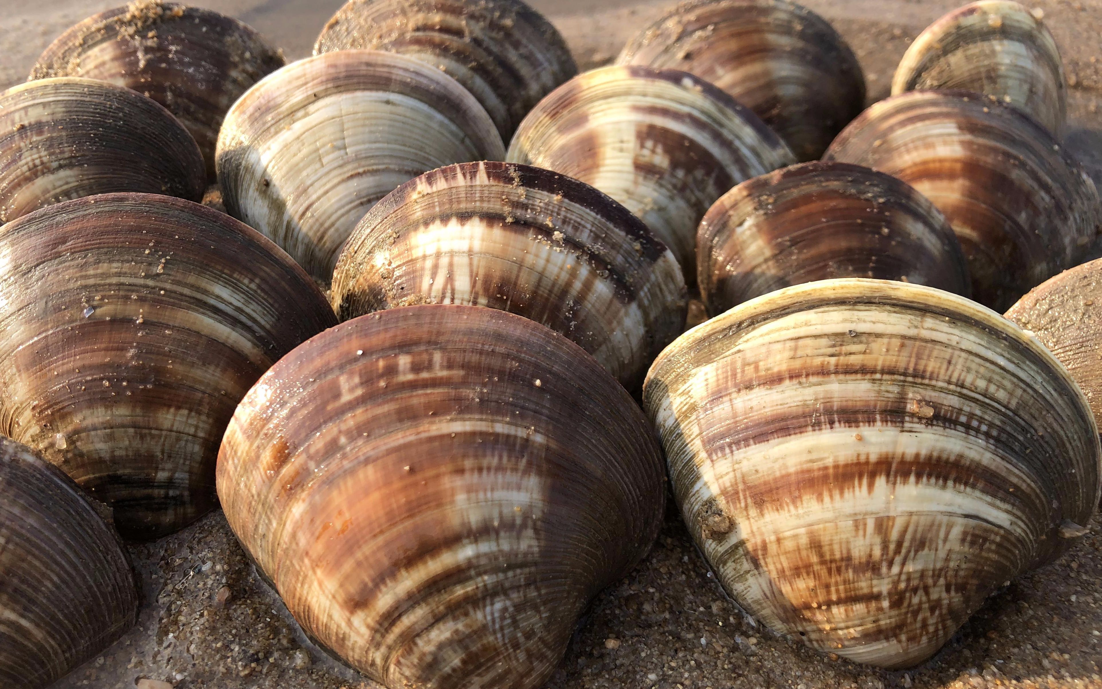 沙滩上的文蛤毛蛤捉迷藏,"拳头大"美贝晒太阳,海螺背壳转圈圈