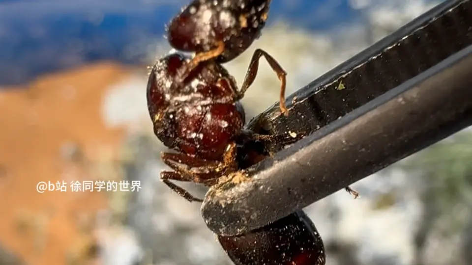 蚂蚁大战加州须蚁vs双色锥臭蚁斗蚁Dorymyrmex bicolor vs 