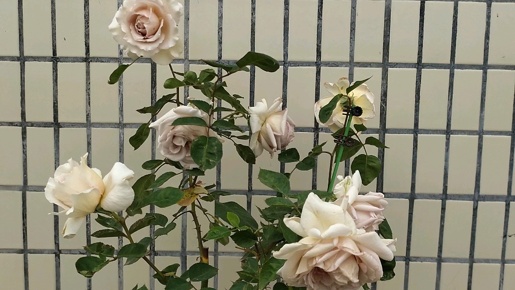 亚列尔天使月季