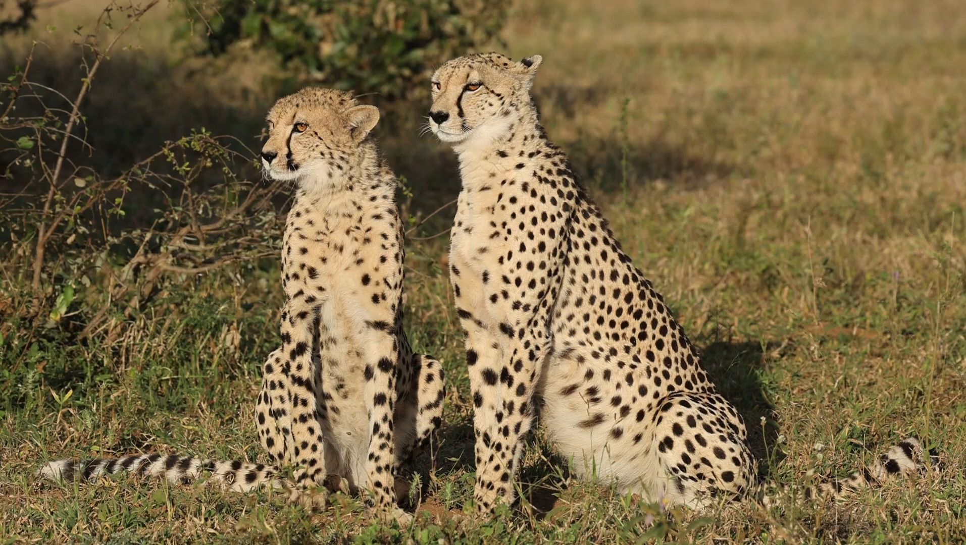 猎豹妈妈与亚成年儿子一起相依为命