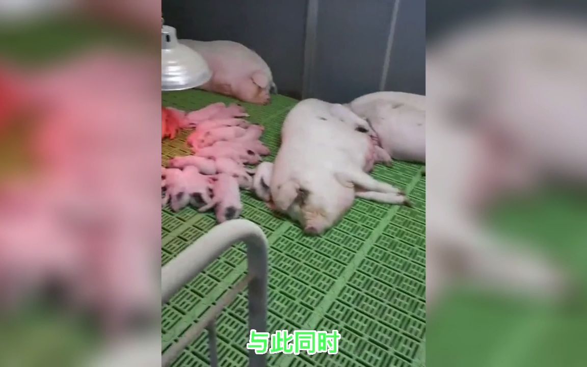 荣昌猪介绍哔哩哔哩bilibili