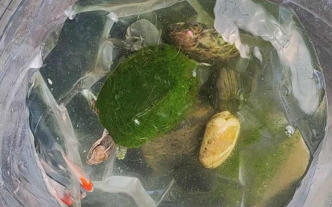 绿毛龟的欢乐时刻