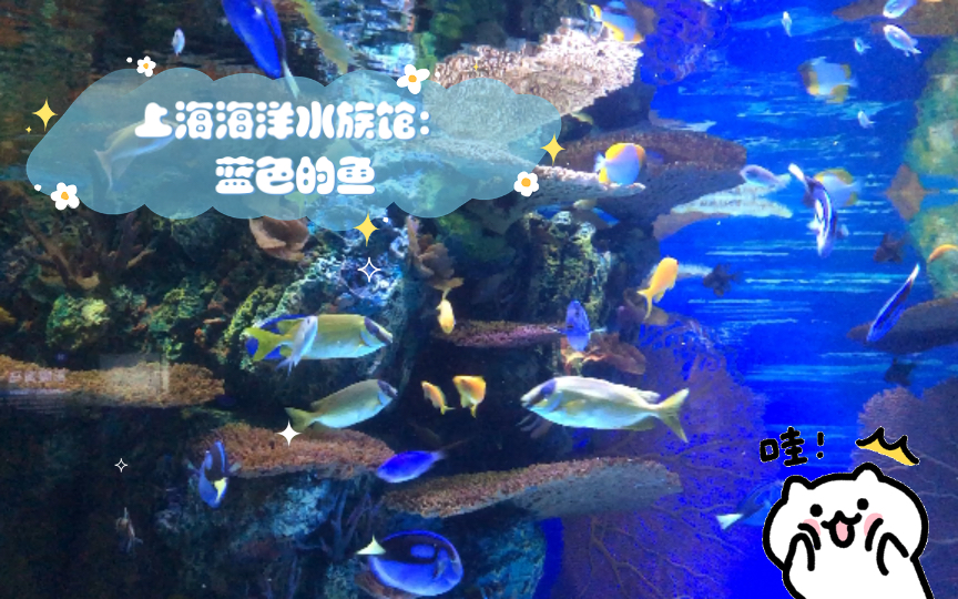 【上海旅游】上海海洋水族馆:蓝色的鱼哔哩哔哩bilibili