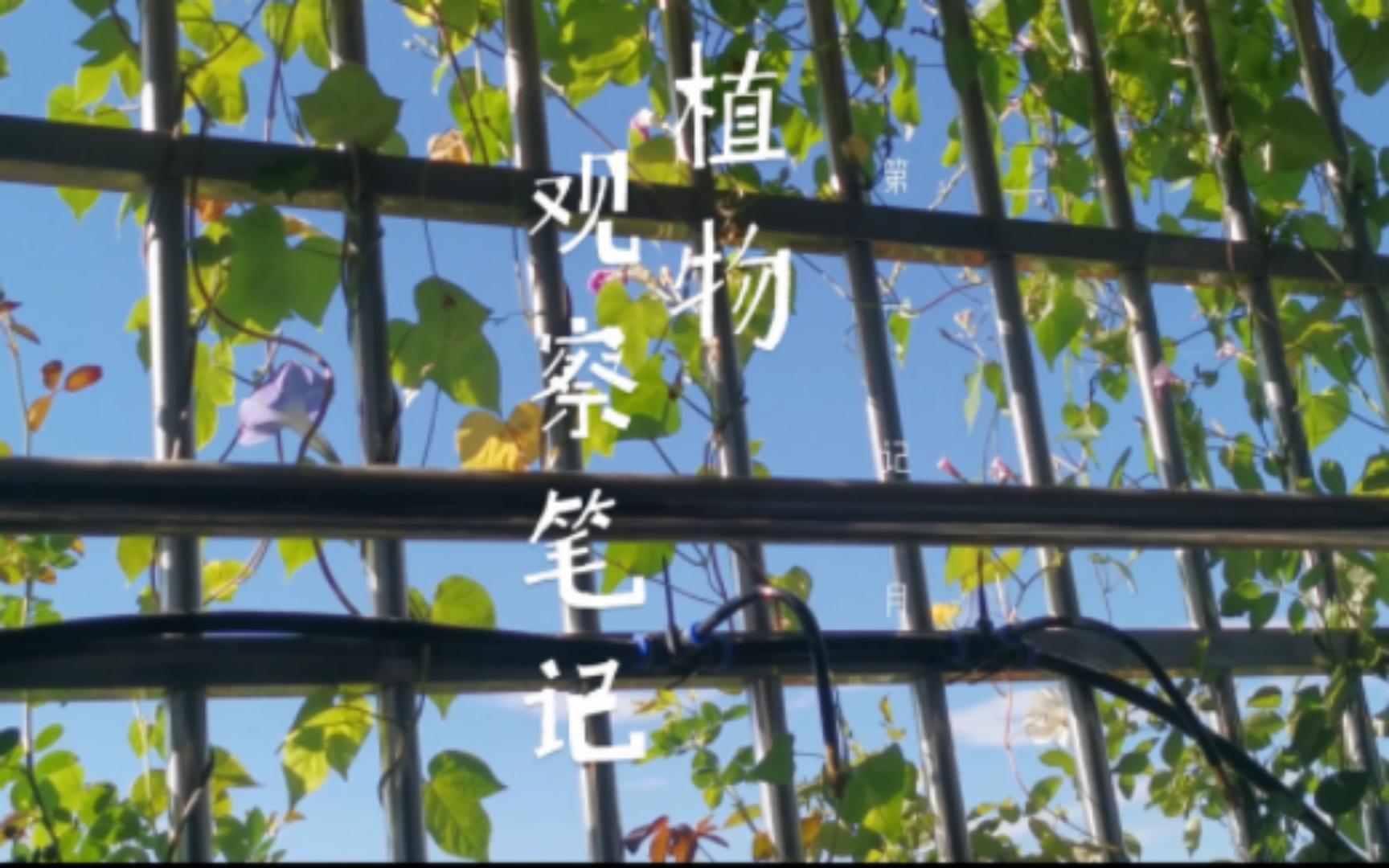 【热缩】植物观察笔记一 月桂哔哩哔哩bilibili