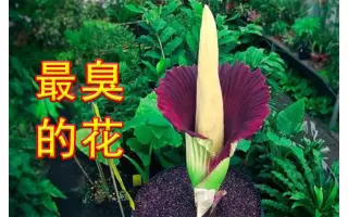 尸花 搜索结果 哔哩哔哩 Bilibili