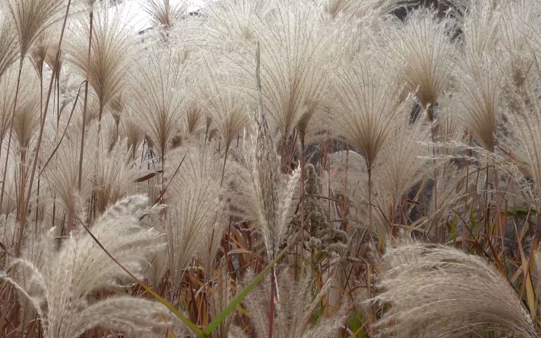 芦花似雪雪茫茫哔哩哔哩bilibili